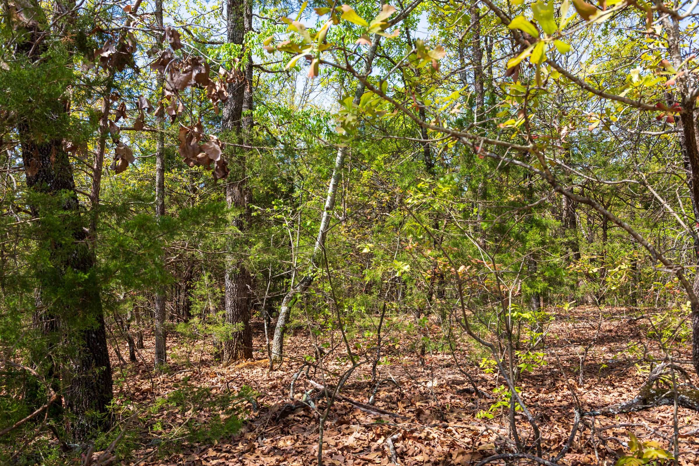 Autumnwood Tract 2 photo 9