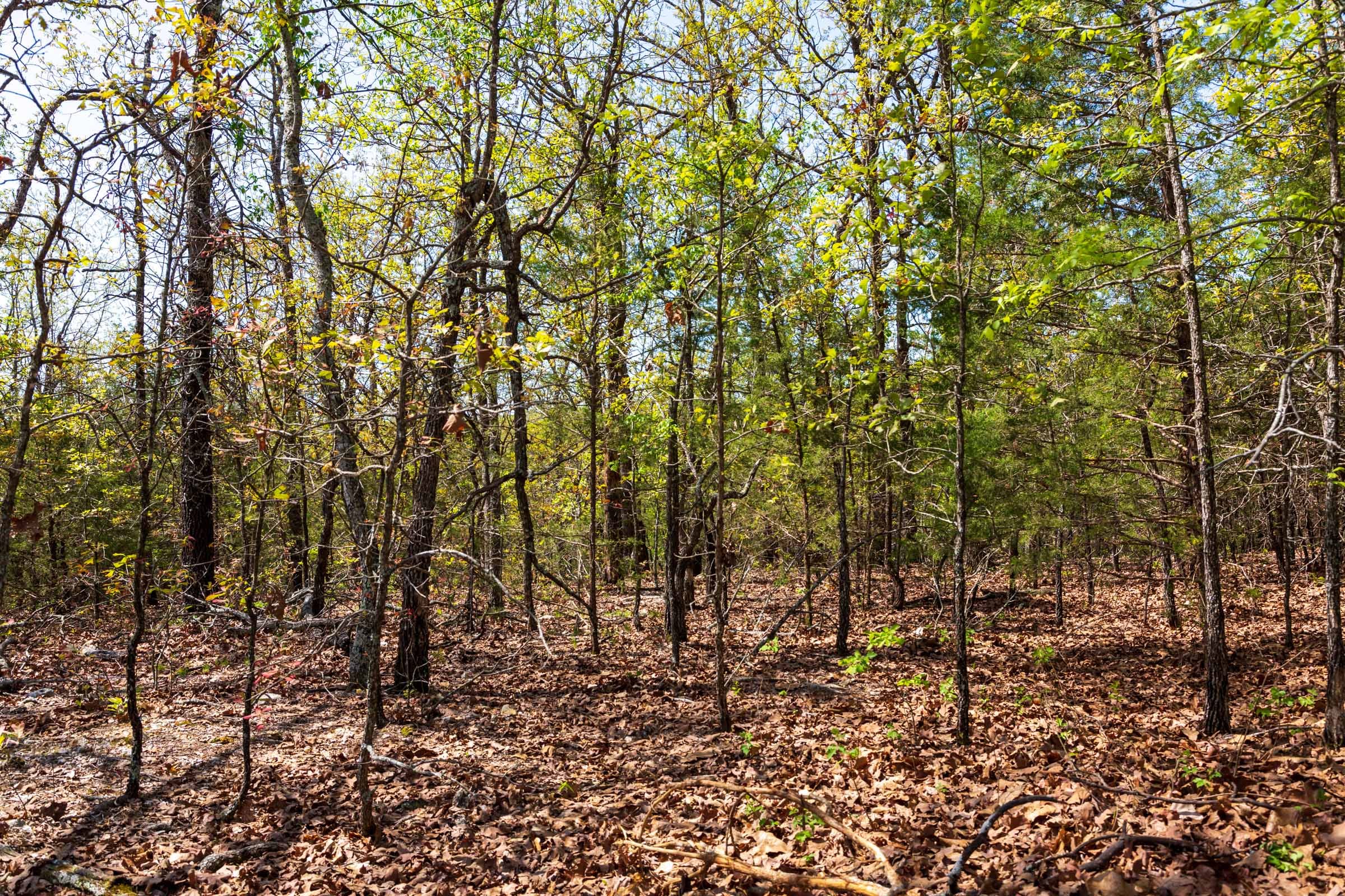 Autumnwood Tract 2 photo 8