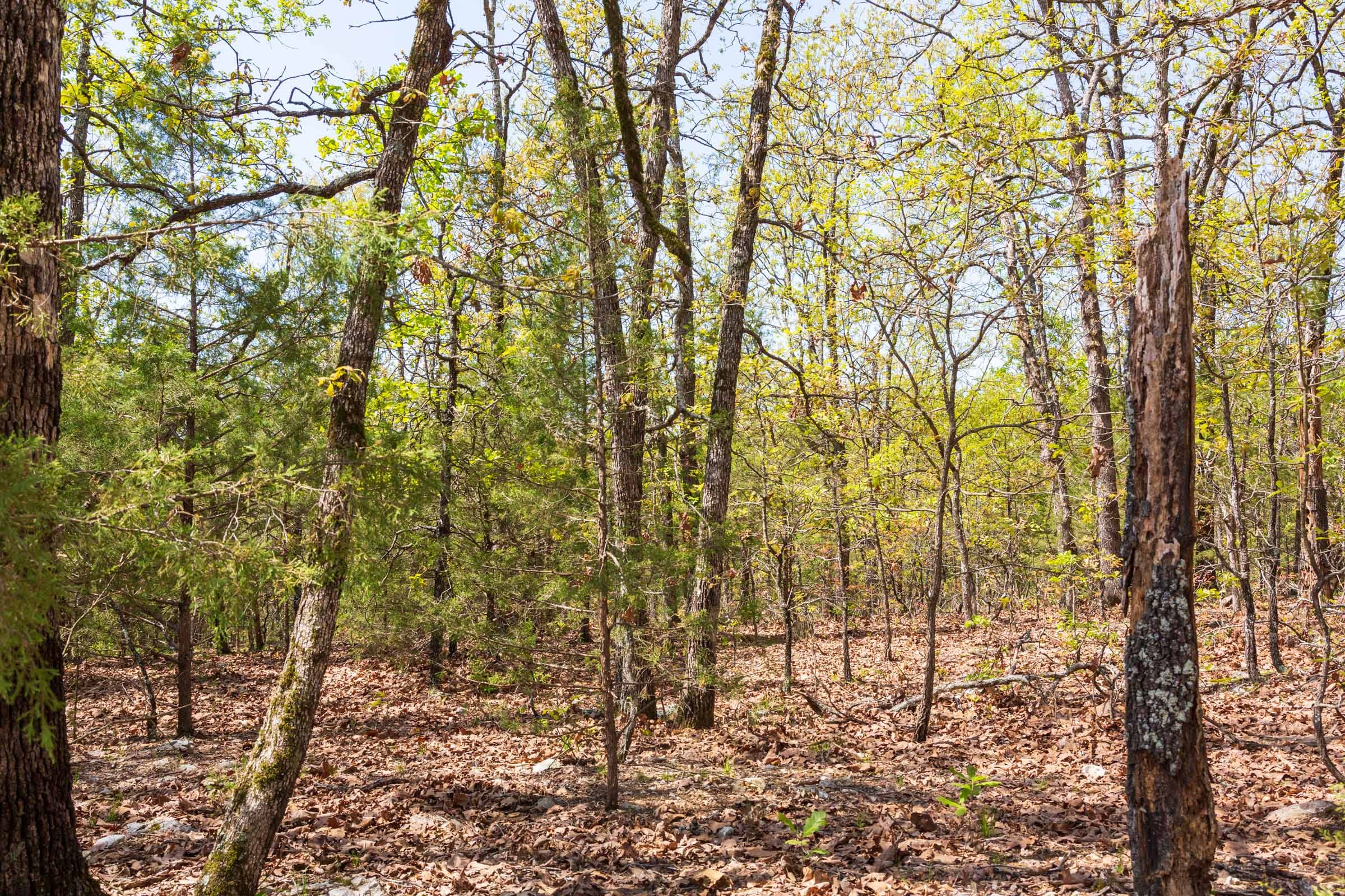 Autumnwood Tract 2 photo 10