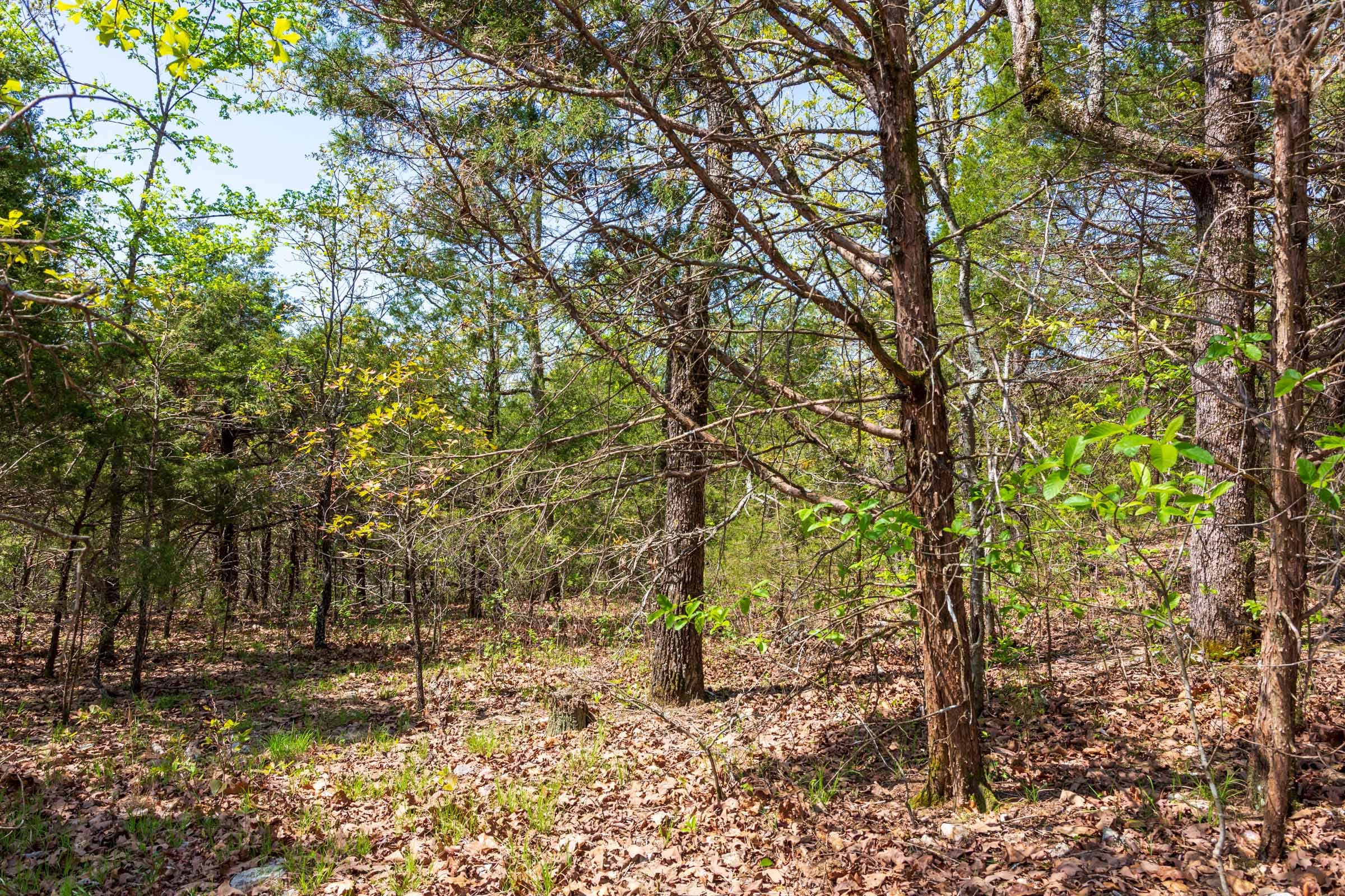 Autumnwood Tract 2 photo 14