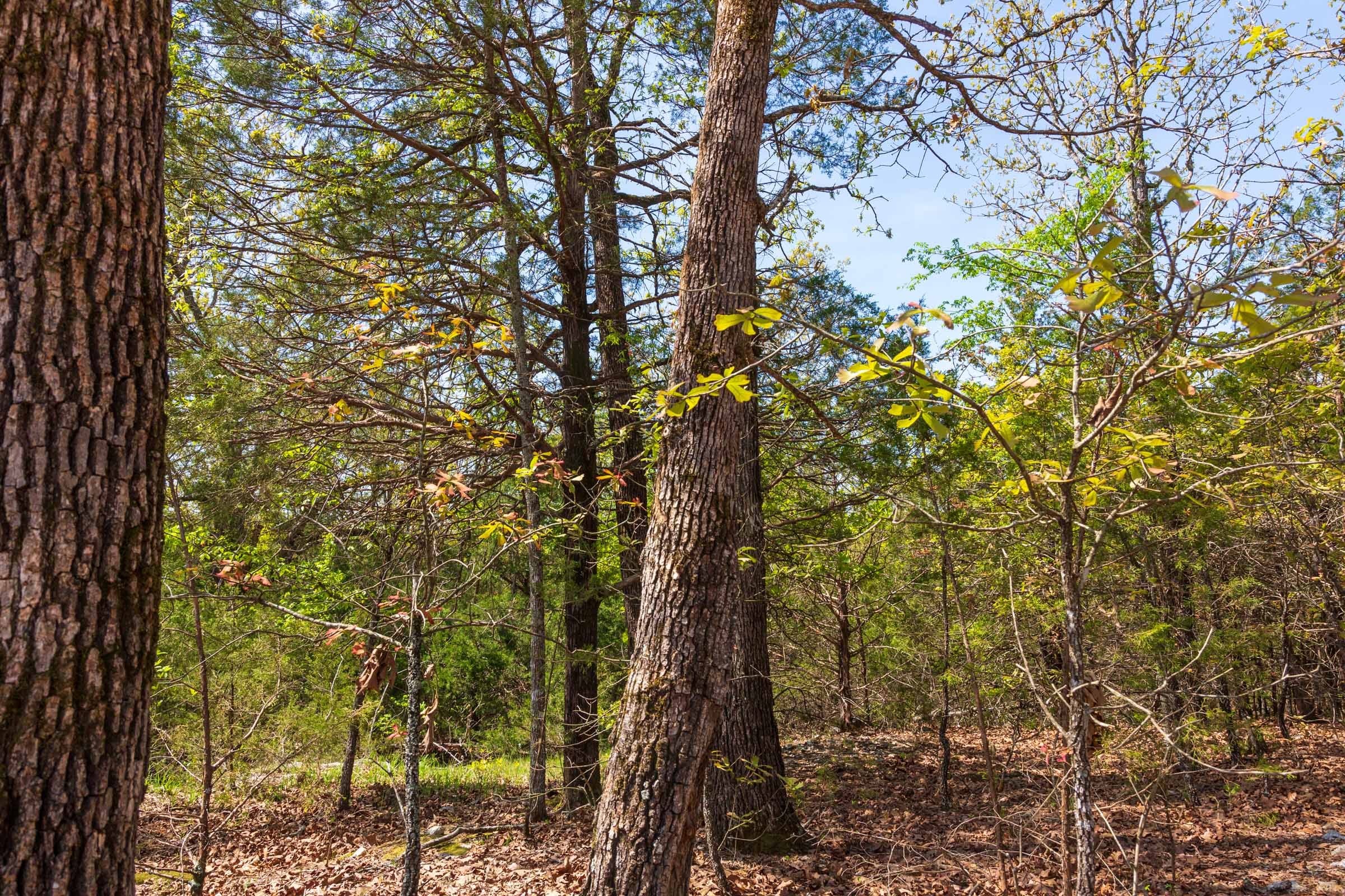 Autumnwood Tract 2 photo 5