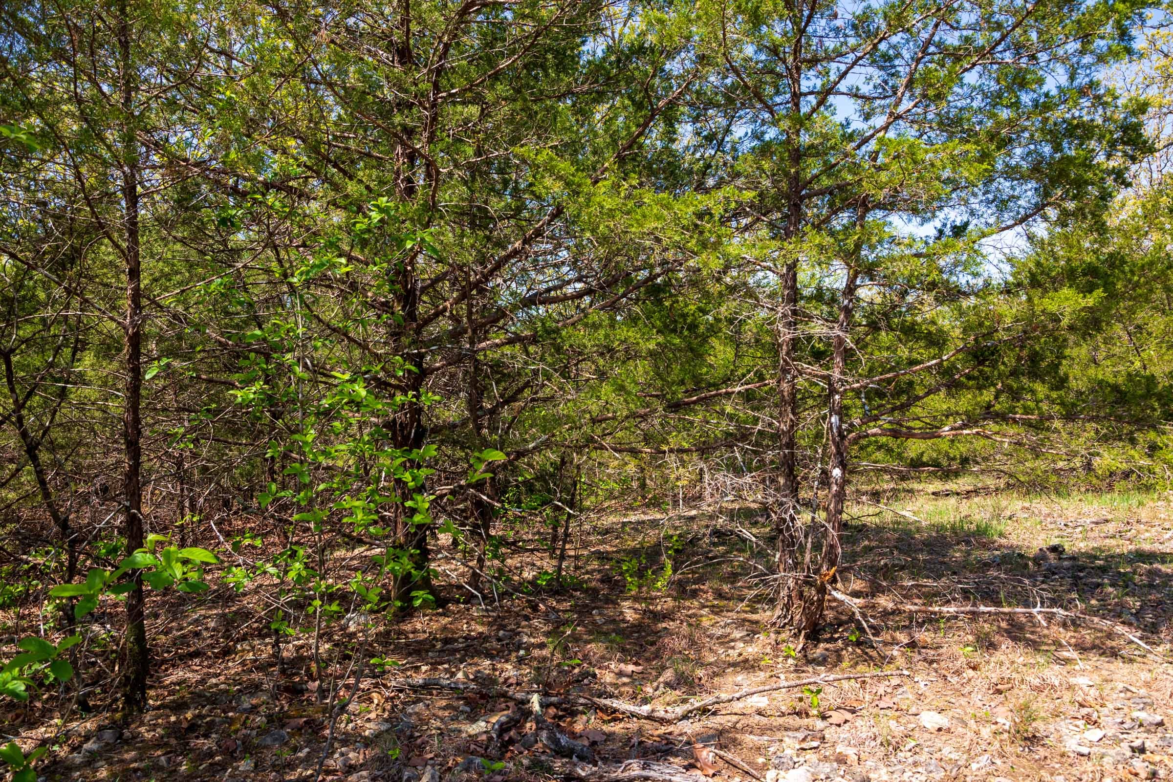 Autumnwood Tract 2 photo 7