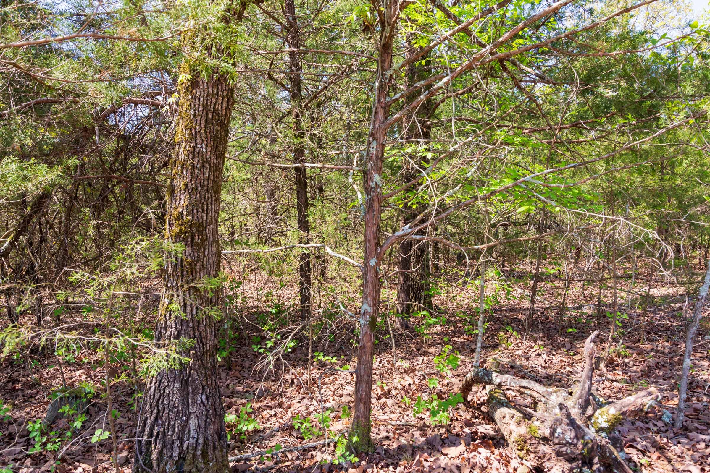 Autumnwood Tract 2 photo 17