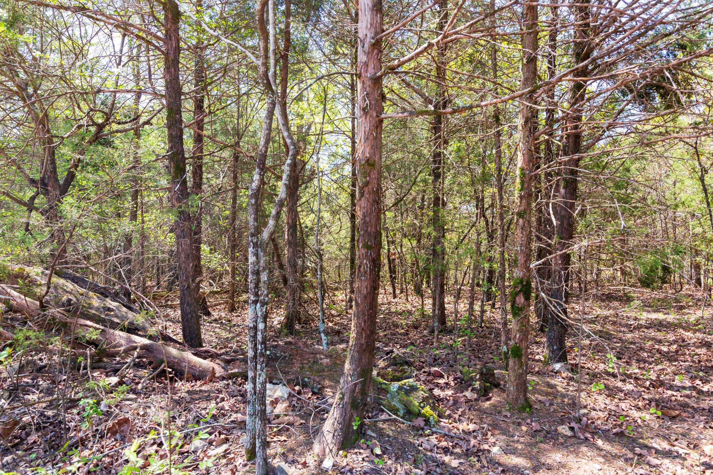 Autumnwood Tract 2 photo 19