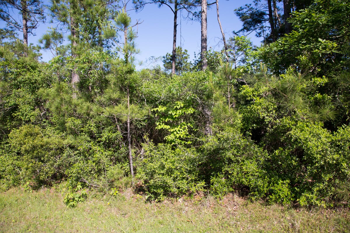 Rayburn Country Tract 190 photo 4