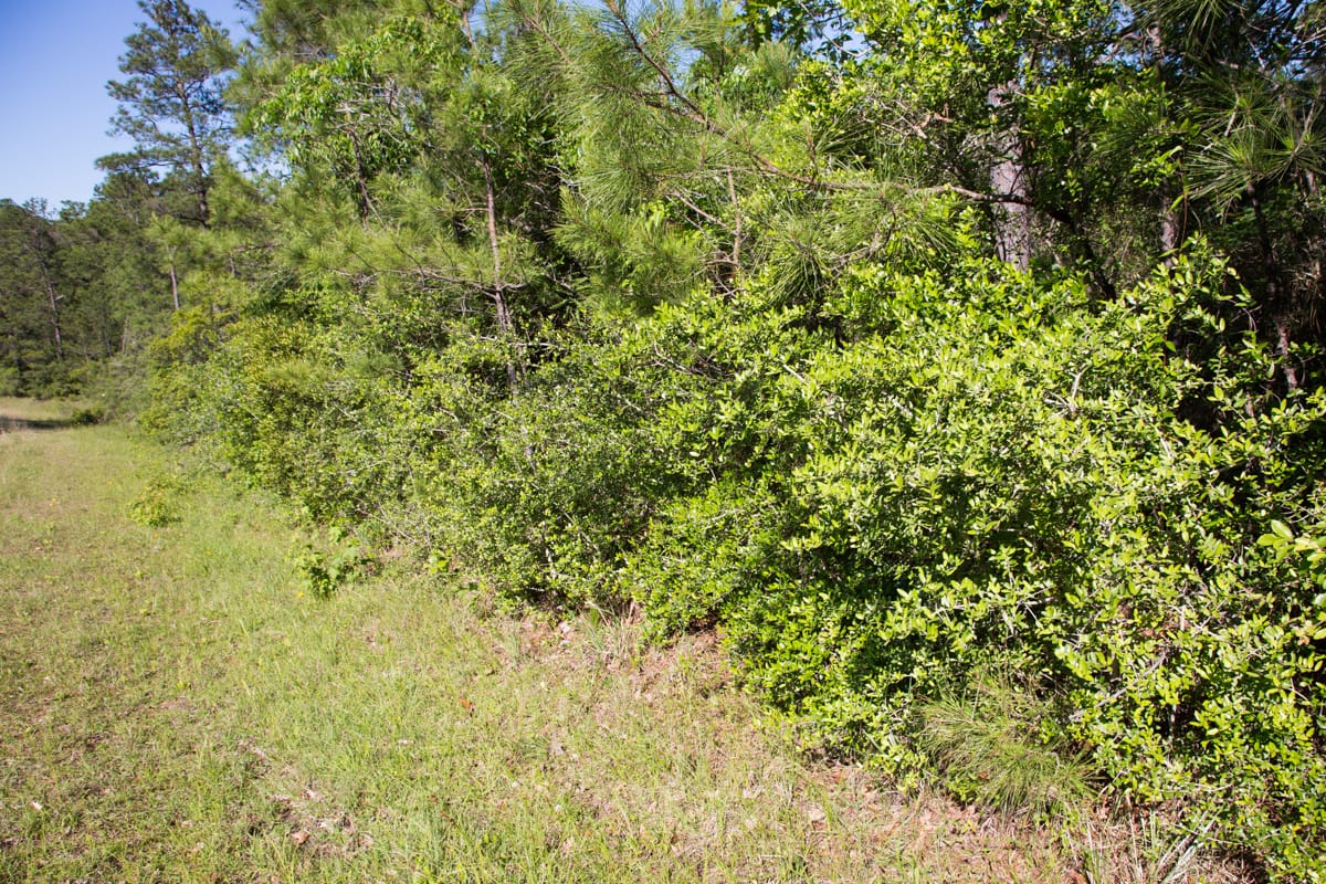 Rayburn Country Tract 190 photo 5