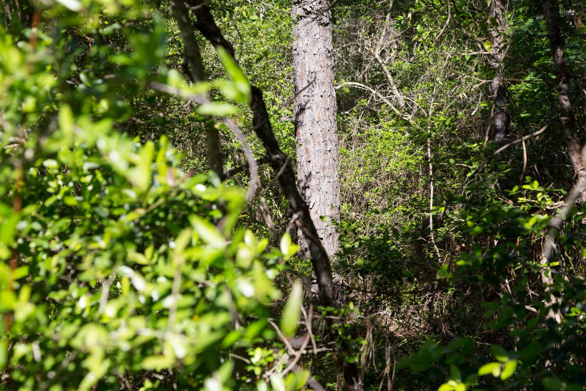 Rayburn Country Tract 190 photo 6