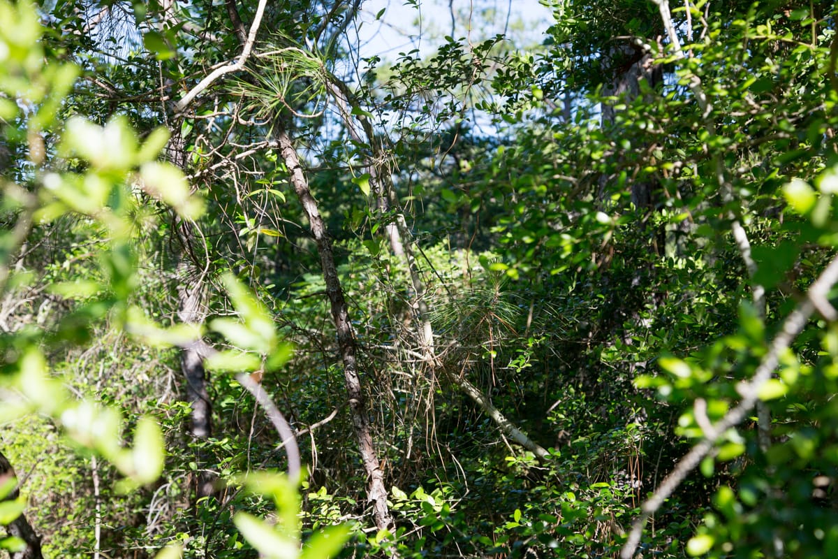 Rayburn Country Tract 190 photo 7