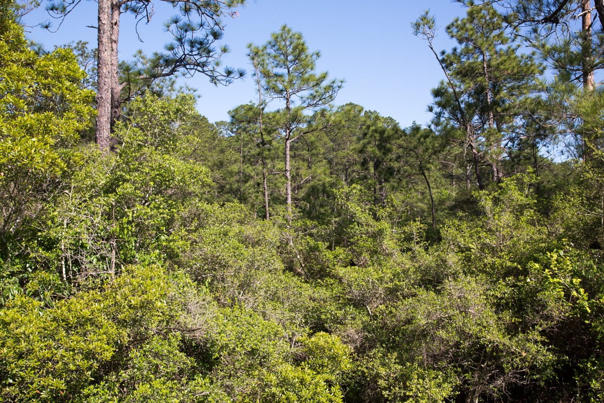 Rayburn Country Tract 190 photo 8