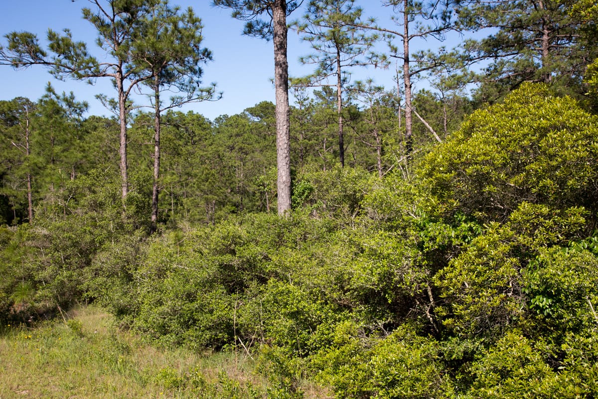 Rayburn Country Tract 190 photo 9