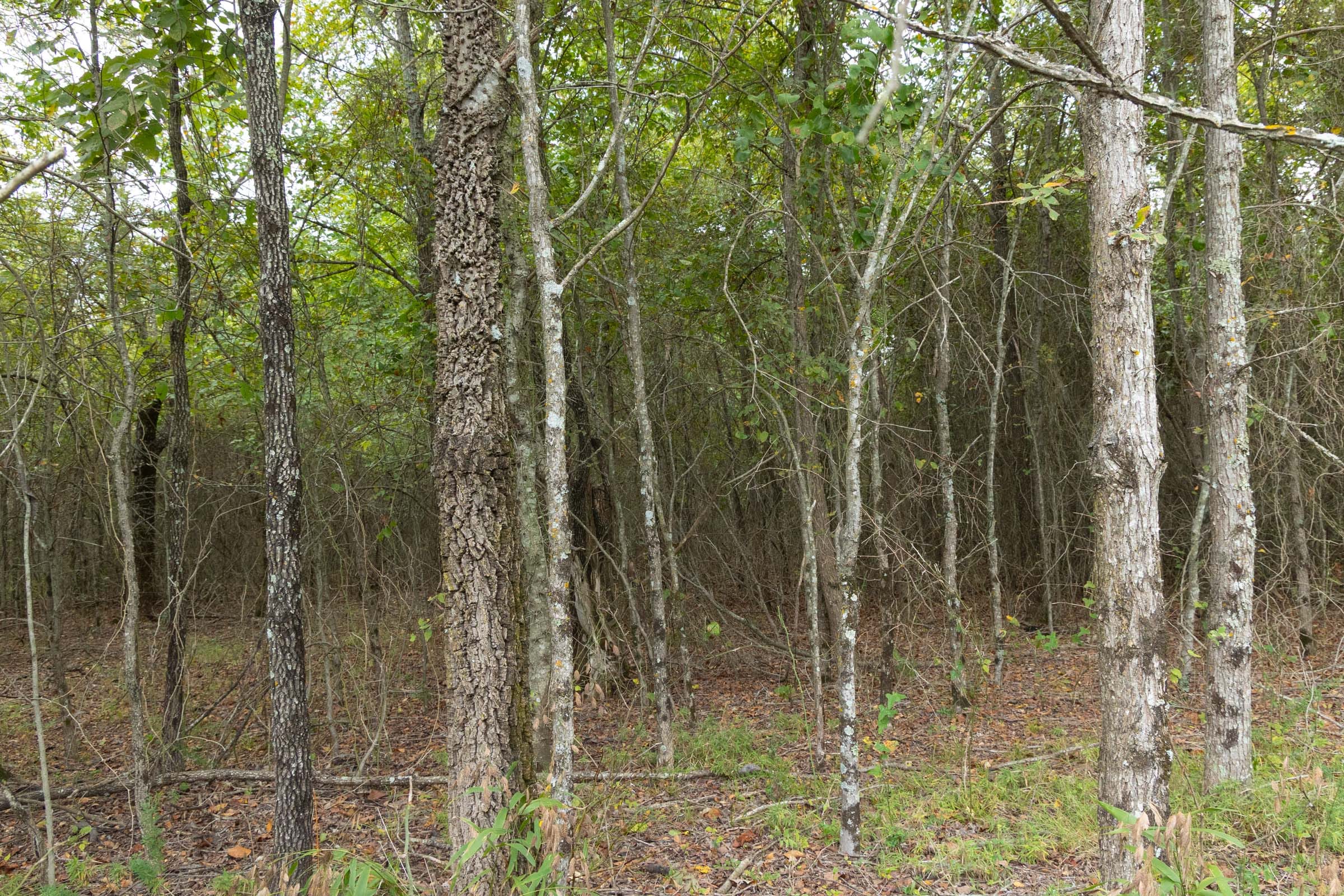Reserves At Cattail Cove Phase II Tract 86 photo 7