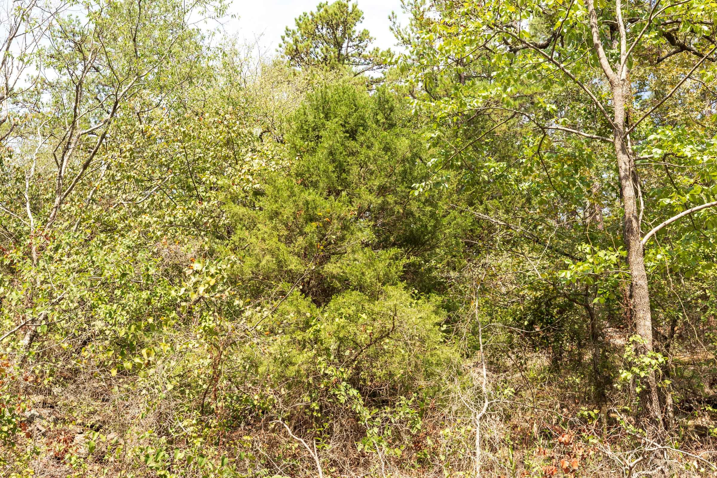Stone Bridge Phase V Tract 368 photo 8