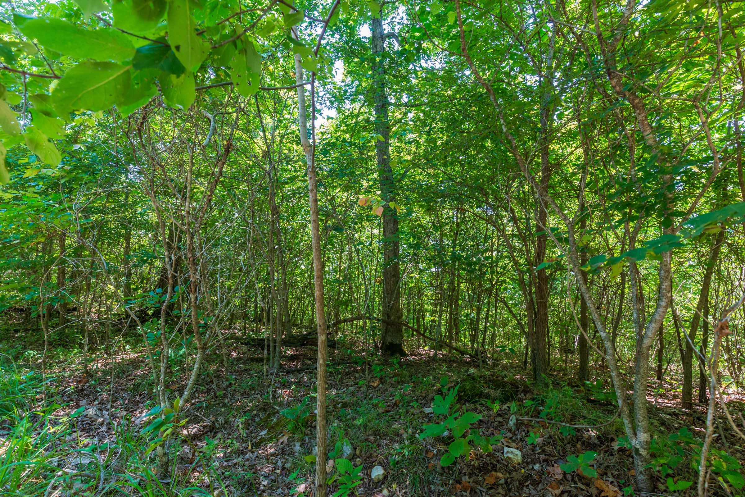 Cypress Ridge Tract 9 photo 3