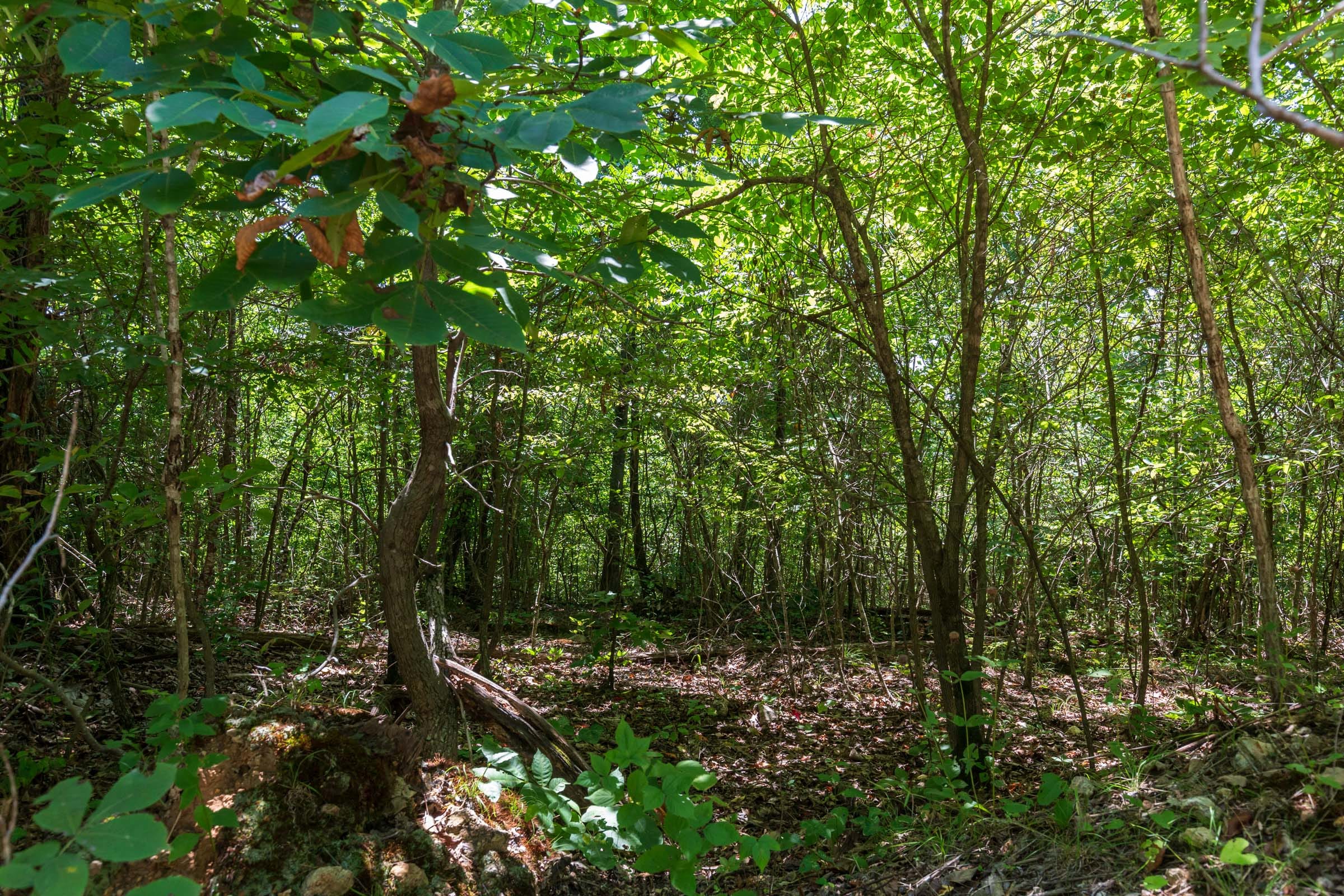 Cypress Ridge Tract 9 photo 6