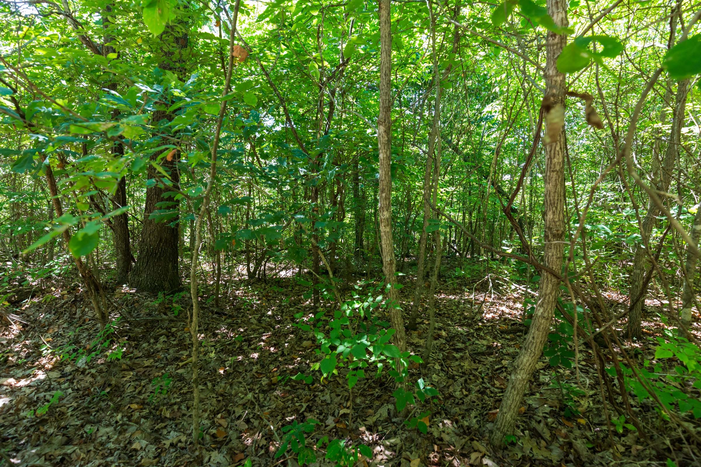 Cypress Ridge Tract 9 photo 8