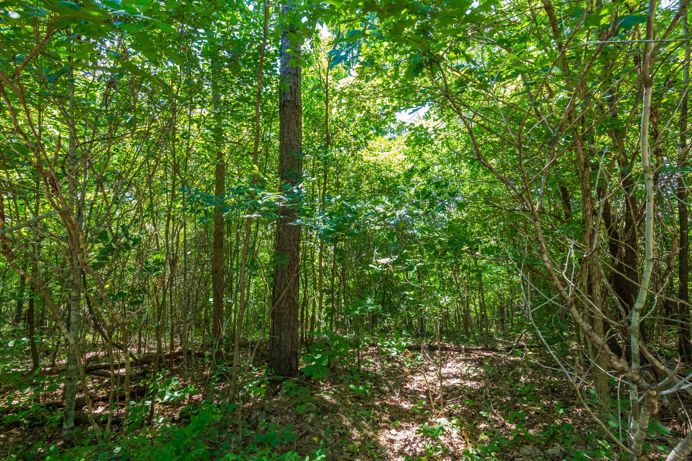 Cypress Ridge Tract 9 photo 9