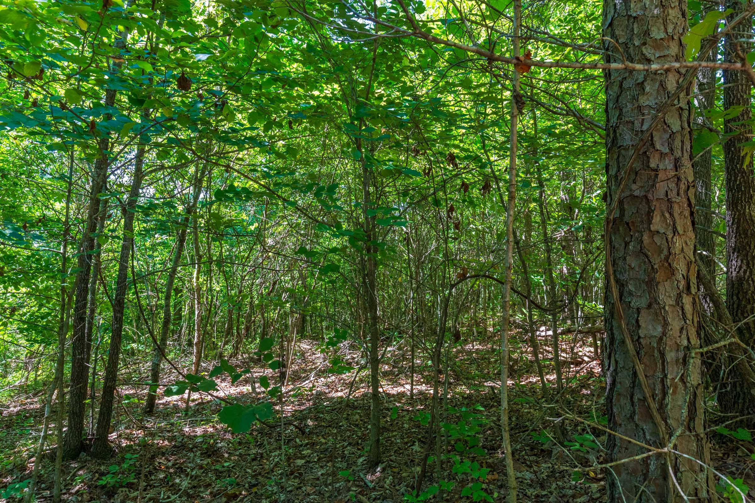 Cypress Ridge Tract 9 photo 11