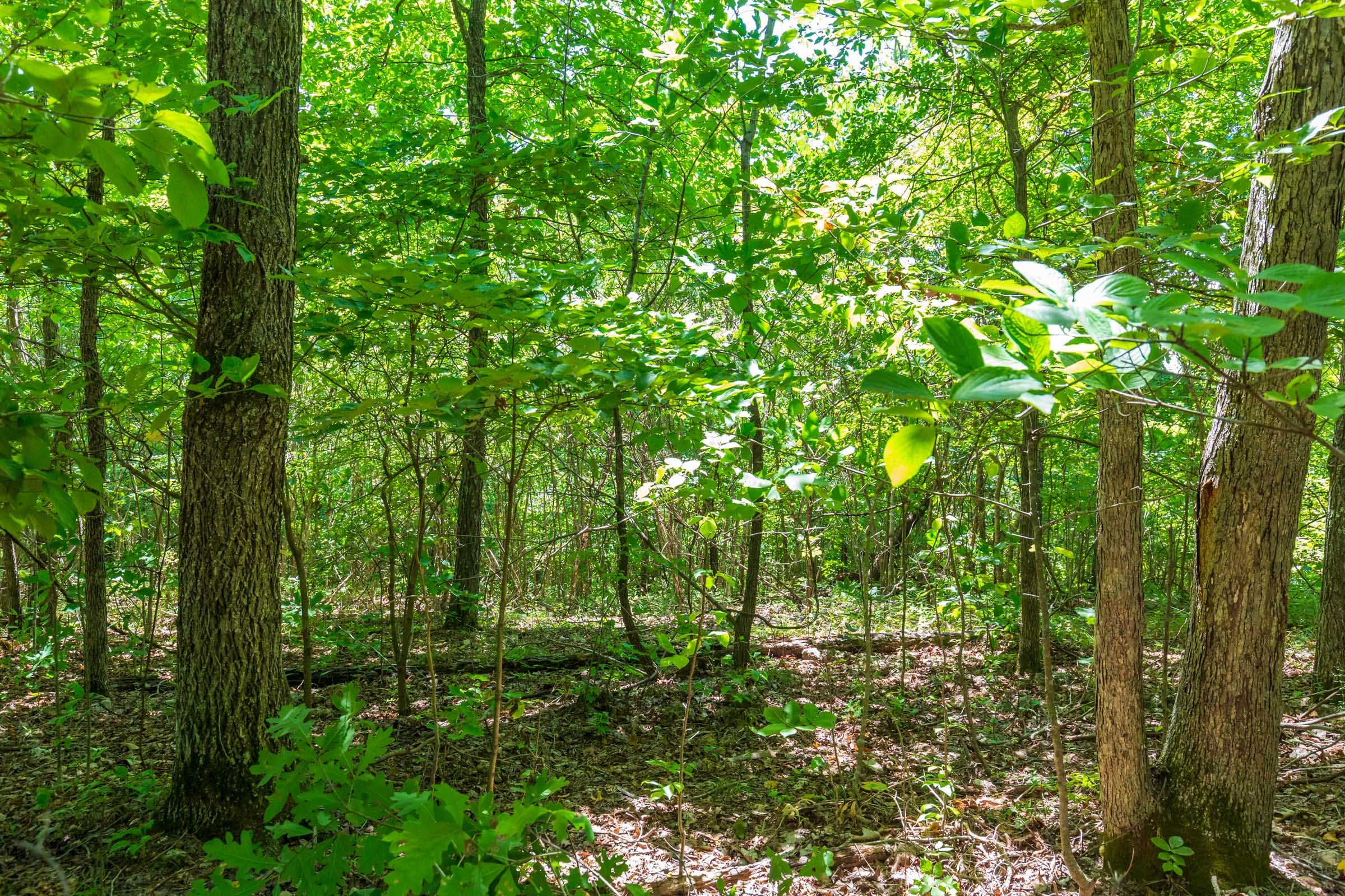 Cypress Ridge Tract 9 photo 12