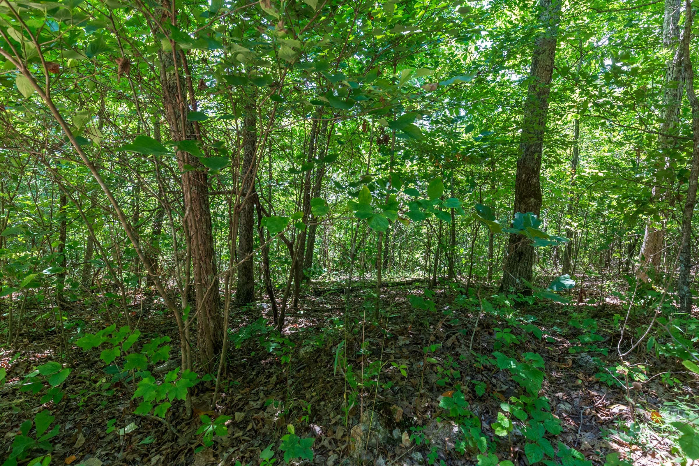 Cypress Ridge Tract 9 photo 13
