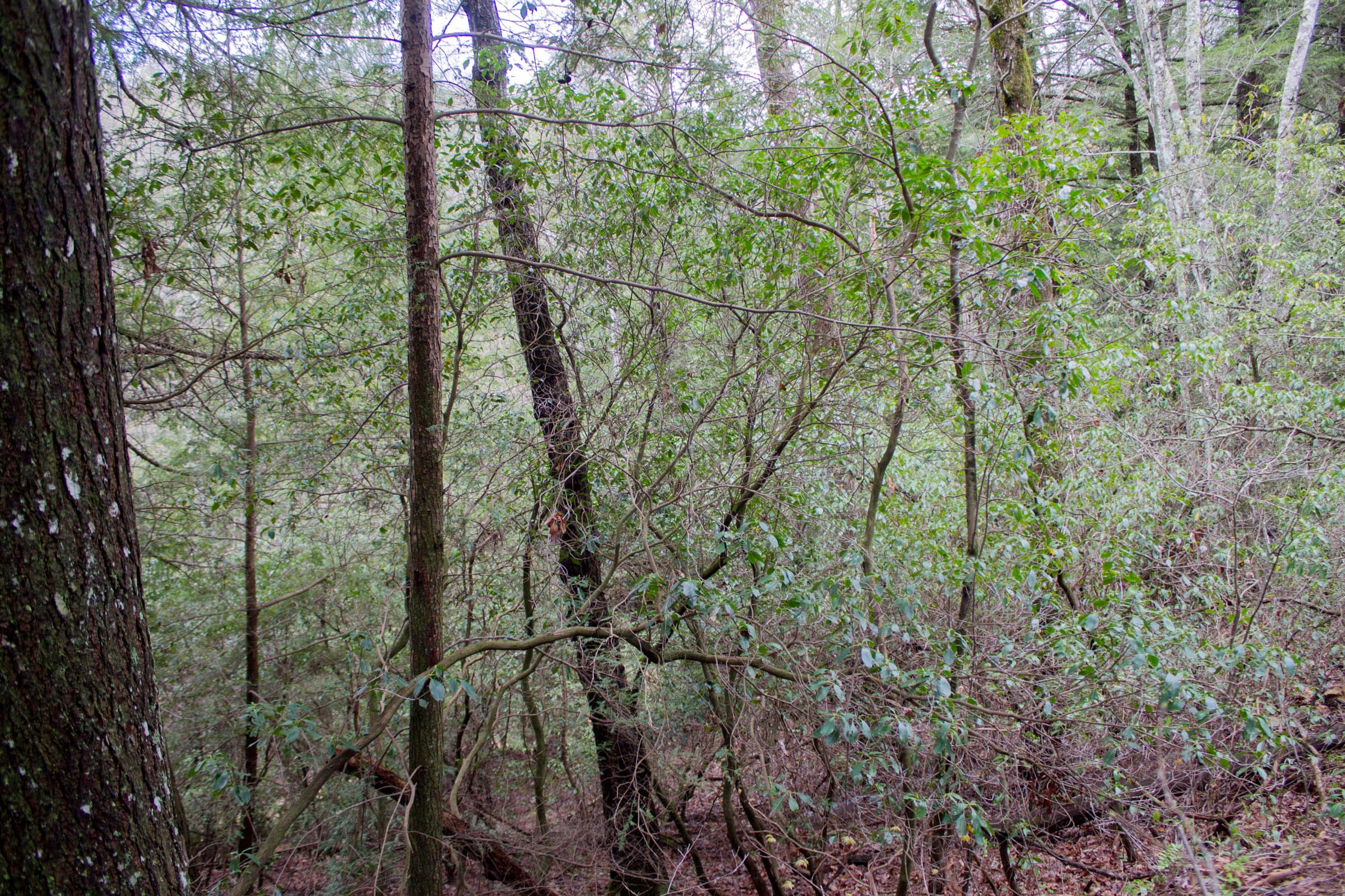 Hidden Hills Tract 16 photo 8
