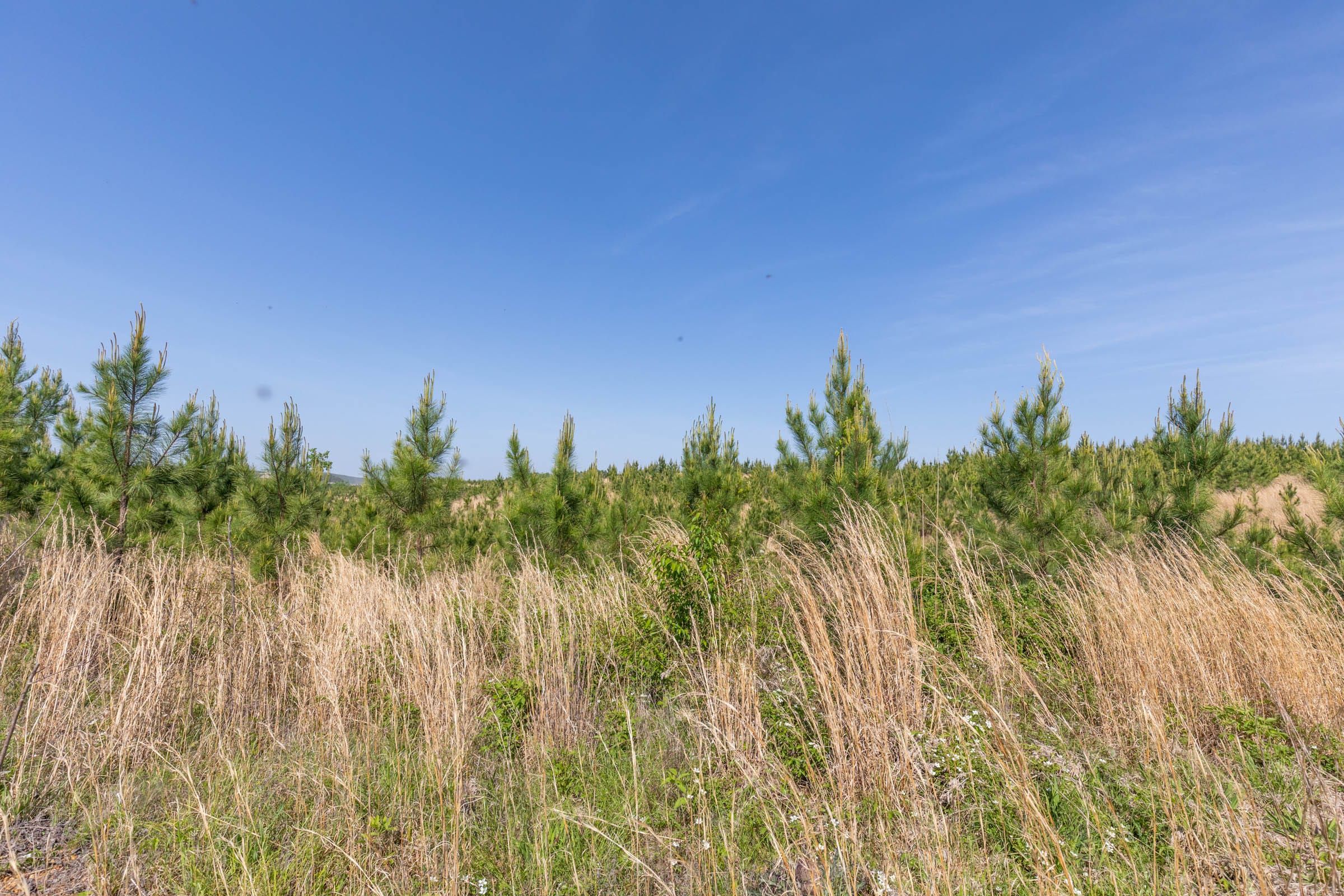 Clear Wood Tract 25 photo 3