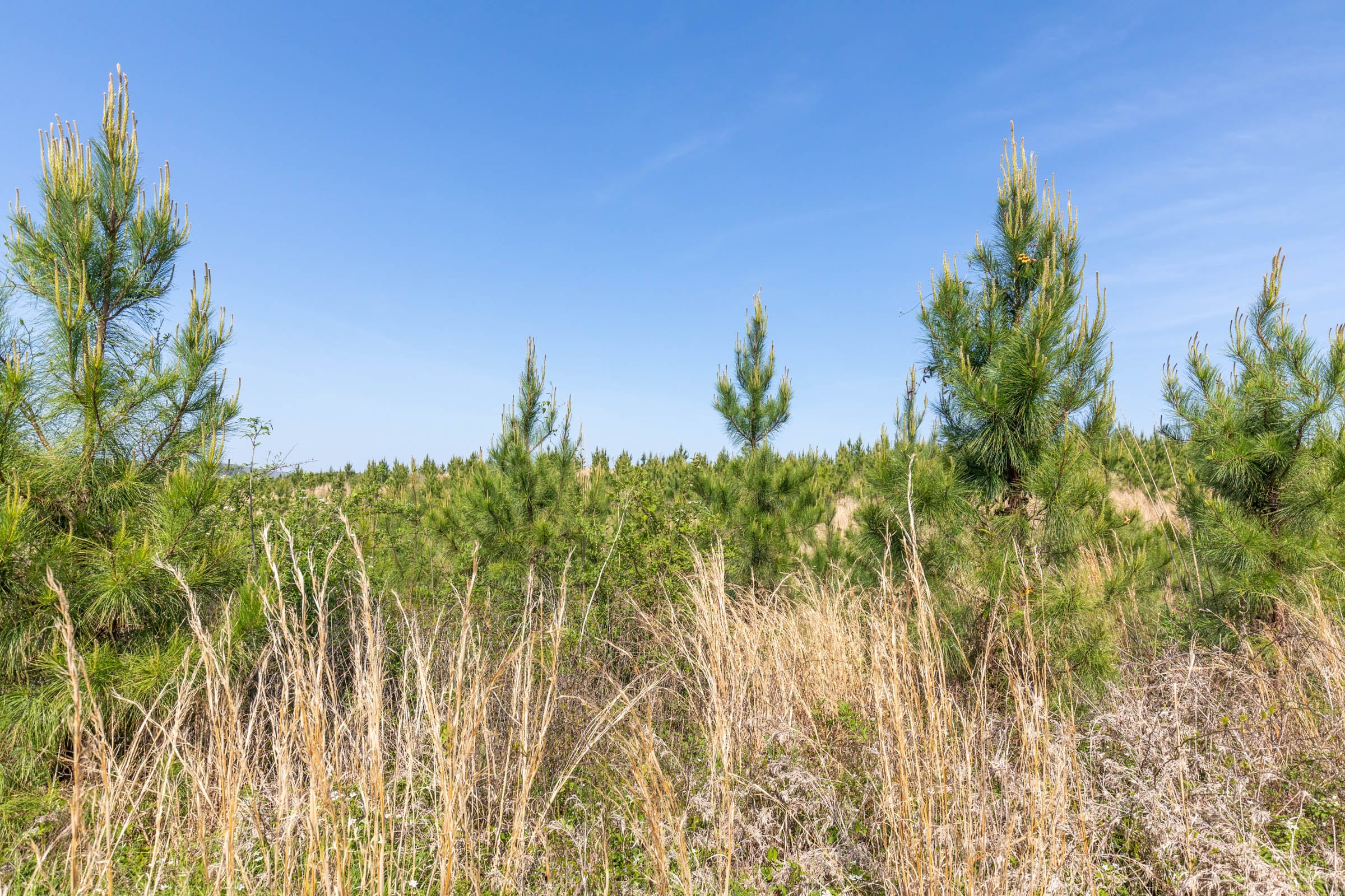 Clear Wood Tract 25 photo 6
