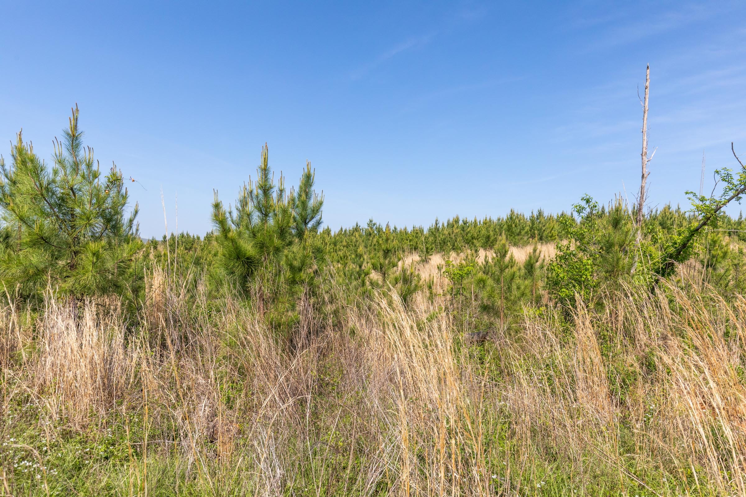 Clear Wood Tract 25 photo 7