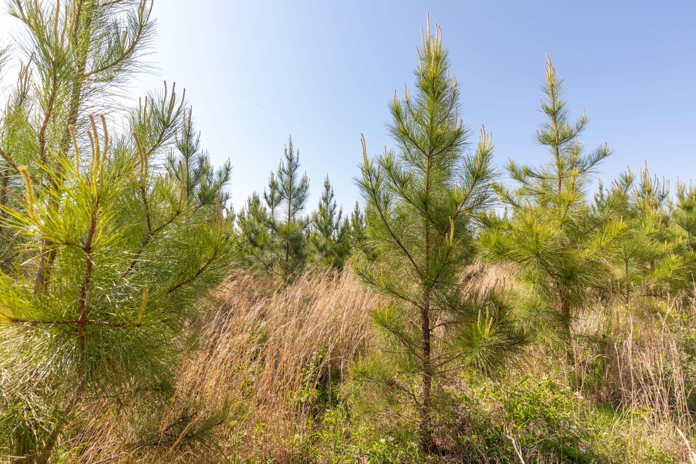 Clear Wood Tract 25 photo 11