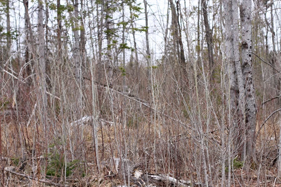 Sunrise Estates Tract 11 photo 9