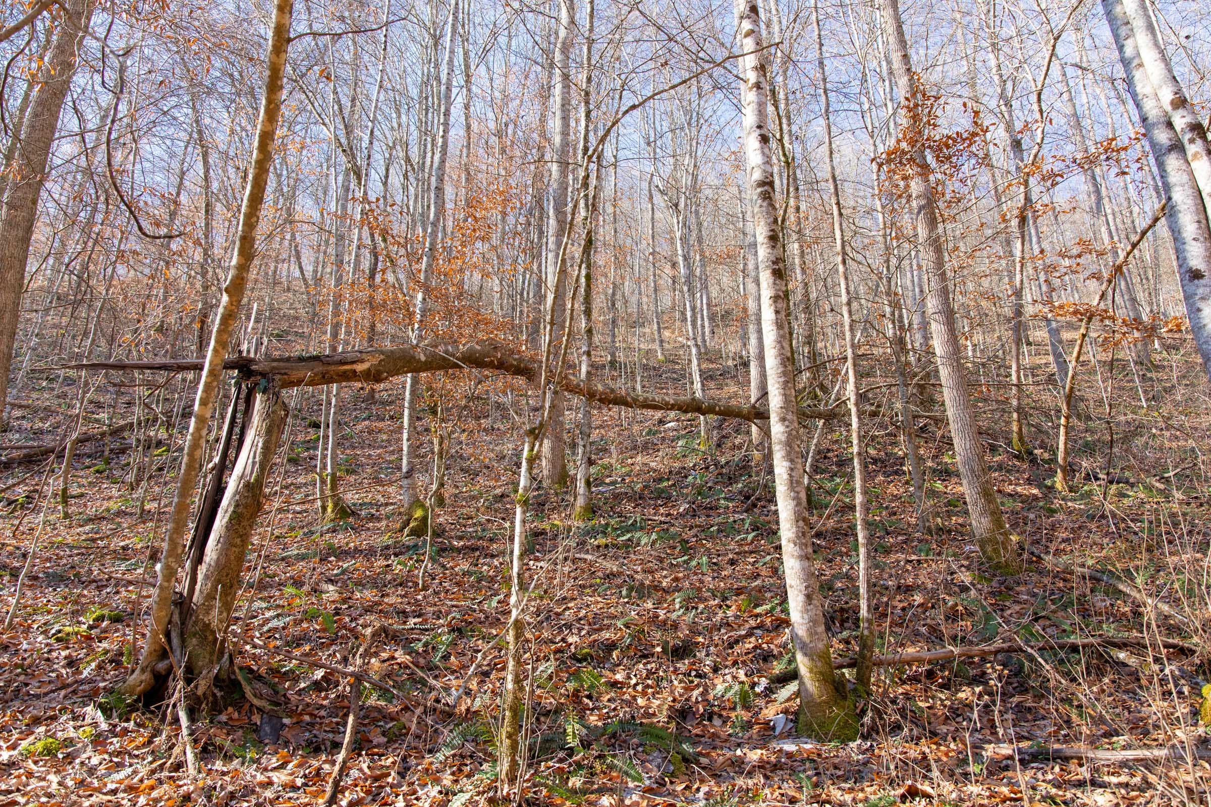 Blackstone Mountain Phase I Tract 9 photo 11
