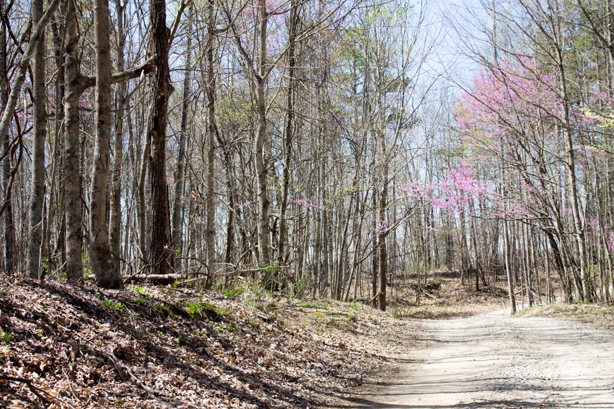 Chestnut Oak Ridge Tract 16 photo 2
