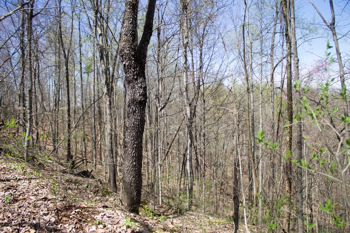 Chestnut Oak Ridge Tract 16 photo 4