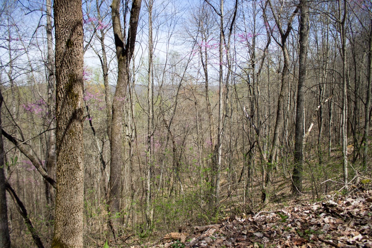 Chestnut Oak Ridge Tract 16 photo 5