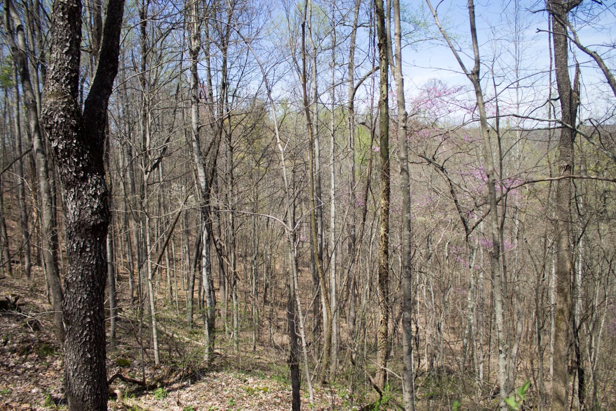 Chestnut Oak Ridge Tract 16 photo 6