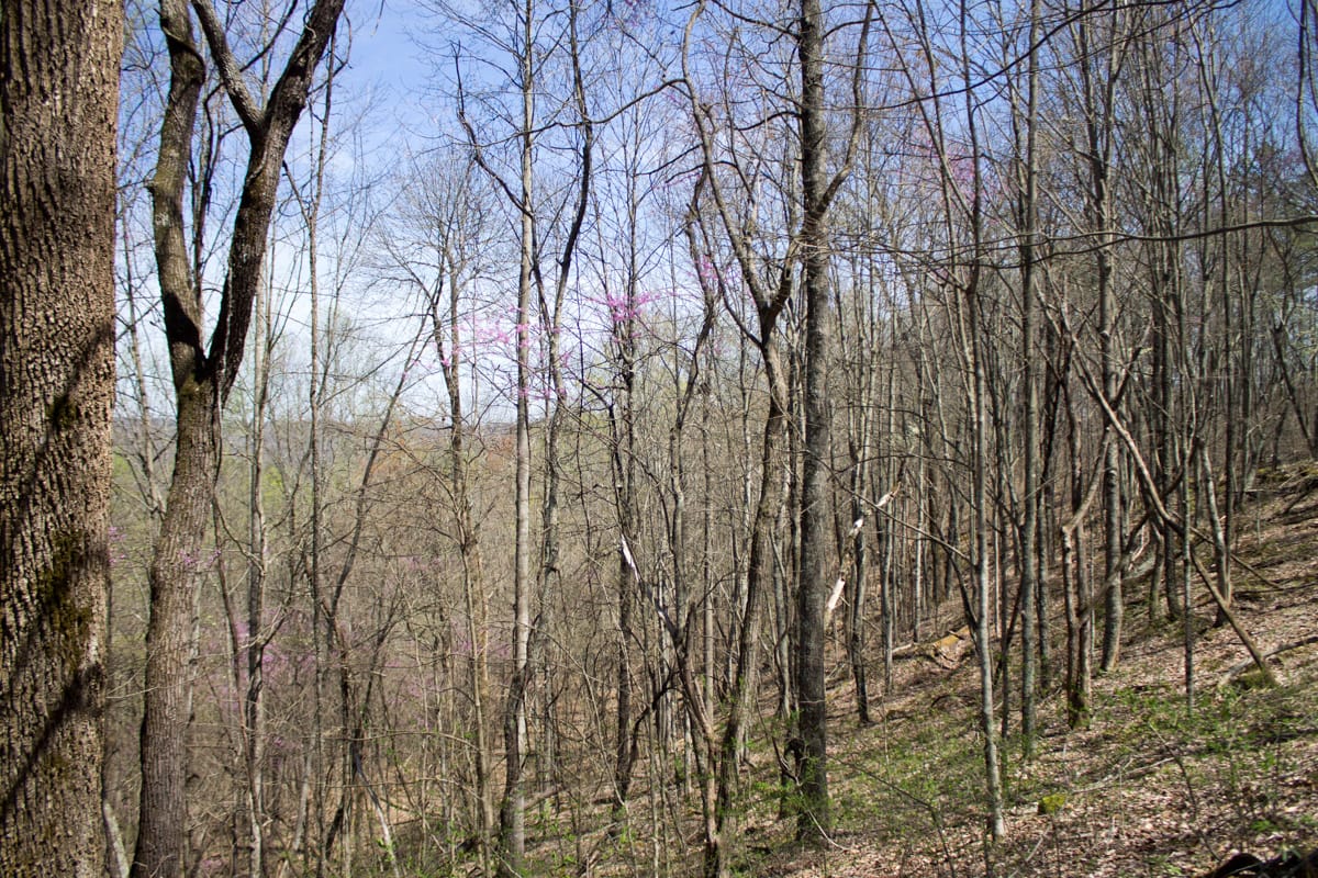 Chestnut Oak Ridge Tract 16 photo 7