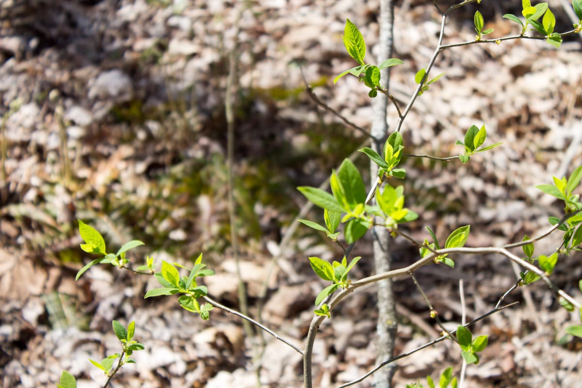 Chestnut Oak Ridge Tract 16 photo 8