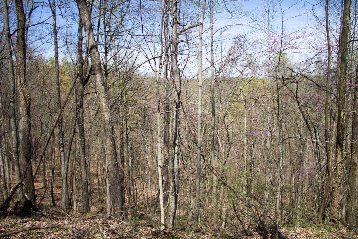 Chestnut Oak Ridge Tract 16 photo 9