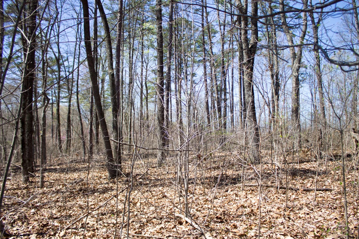 Chestnut Oak Ridge Tract 16 photo 10