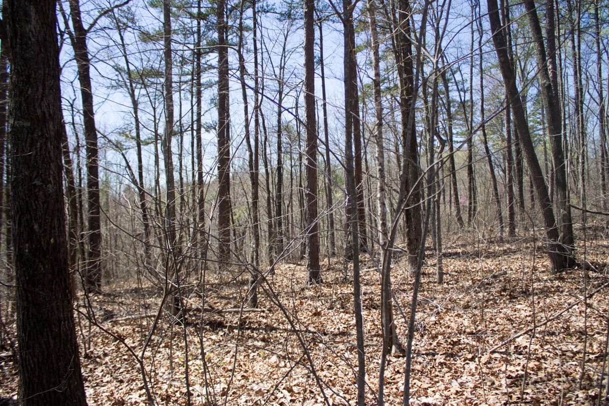 Chestnut Oak Ridge Tract 16 photo 11