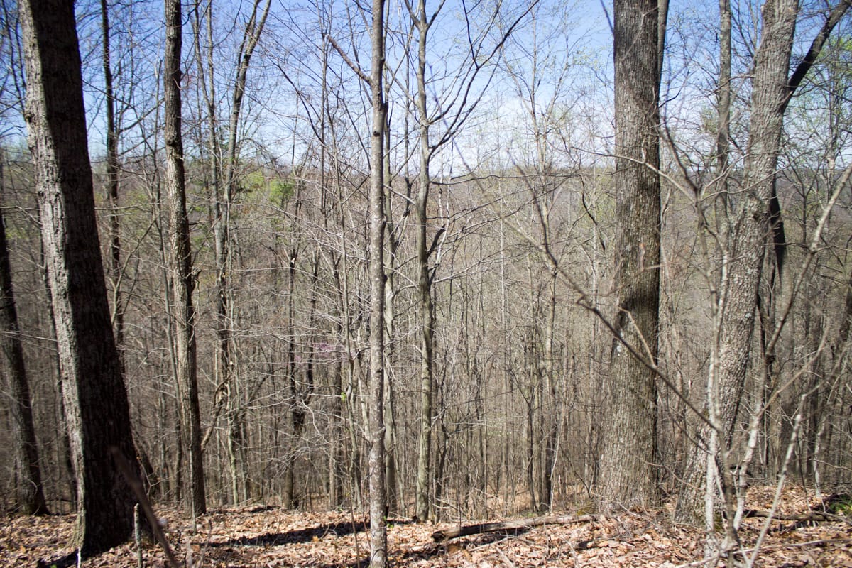 Chestnut Oak Ridge Tract 16 photo 12