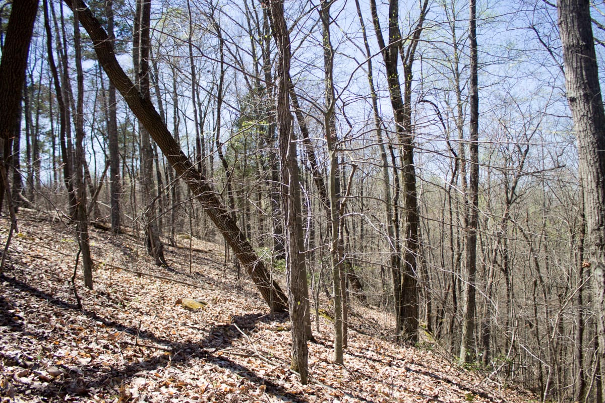 Chestnut Oak Ridge Tract 16 photo 13
