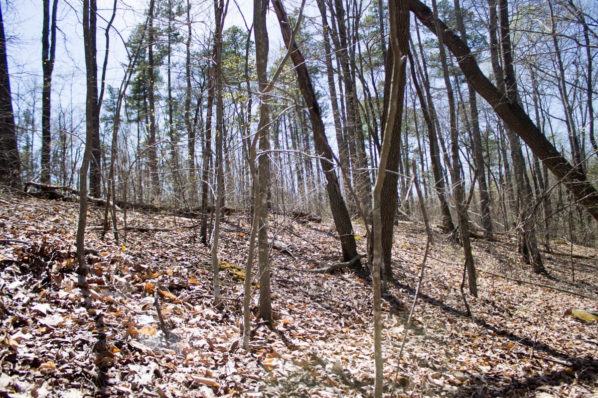 Chestnut Oak Ridge Tract 16 photo 14