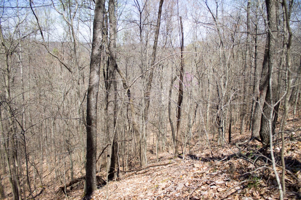 Chestnut Oak Ridge Tract 16 photo 15