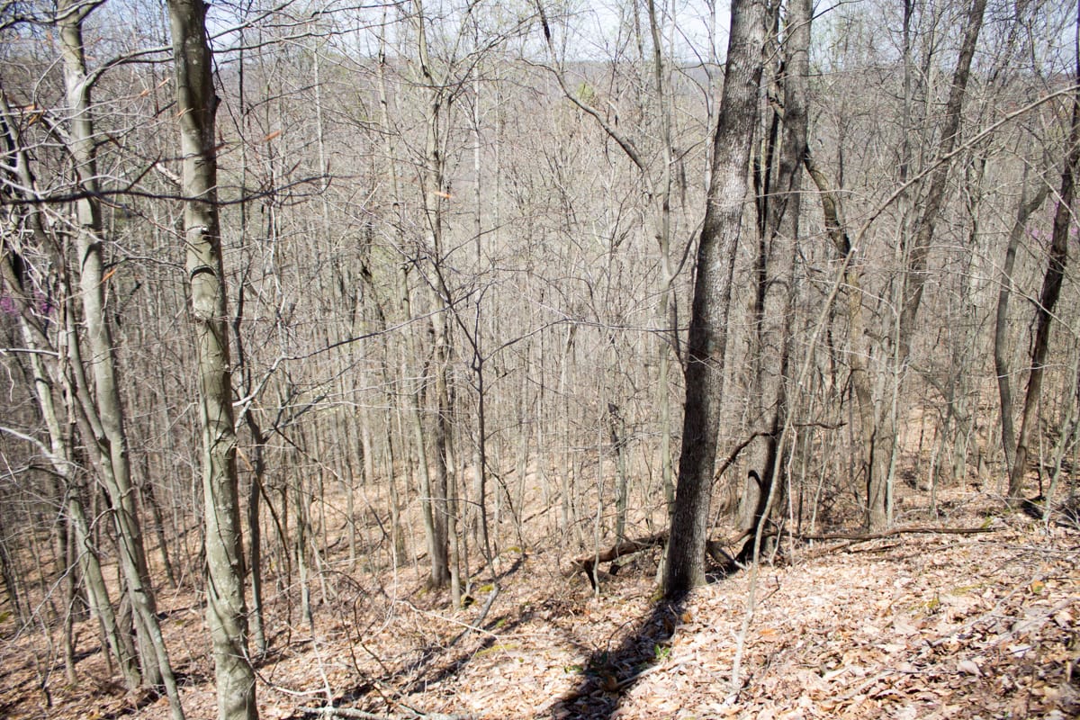 Chestnut Oak Ridge Tract 16 photo 16