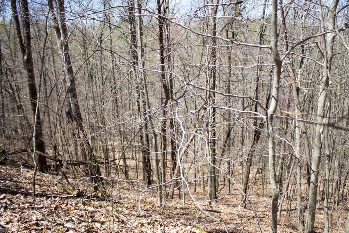 Chestnut Oak Ridge Tract 16 photo 17
