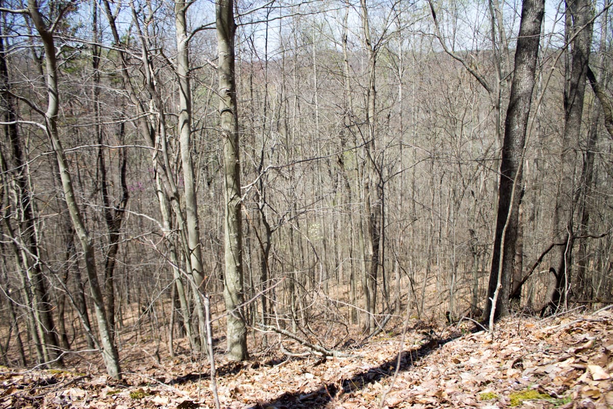 Chestnut Oak Ridge Tract 16 photo 18