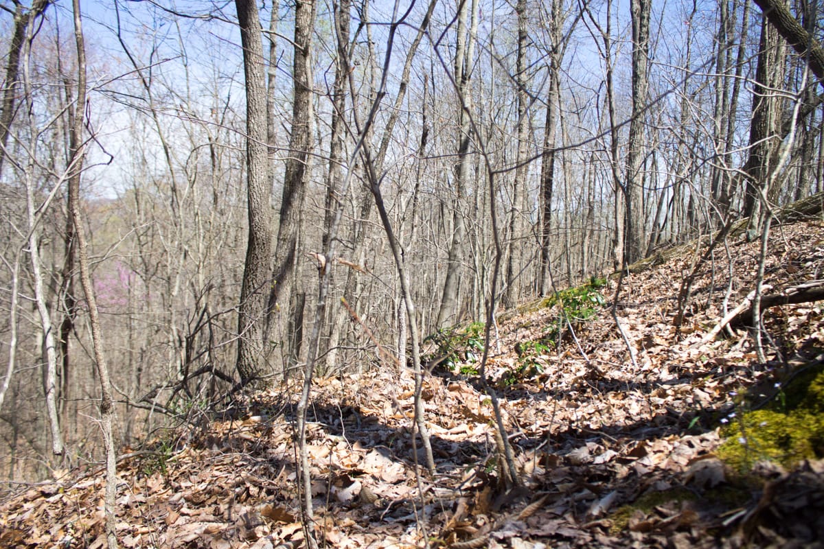 Chestnut Oak Ridge Tract 16 photo 19