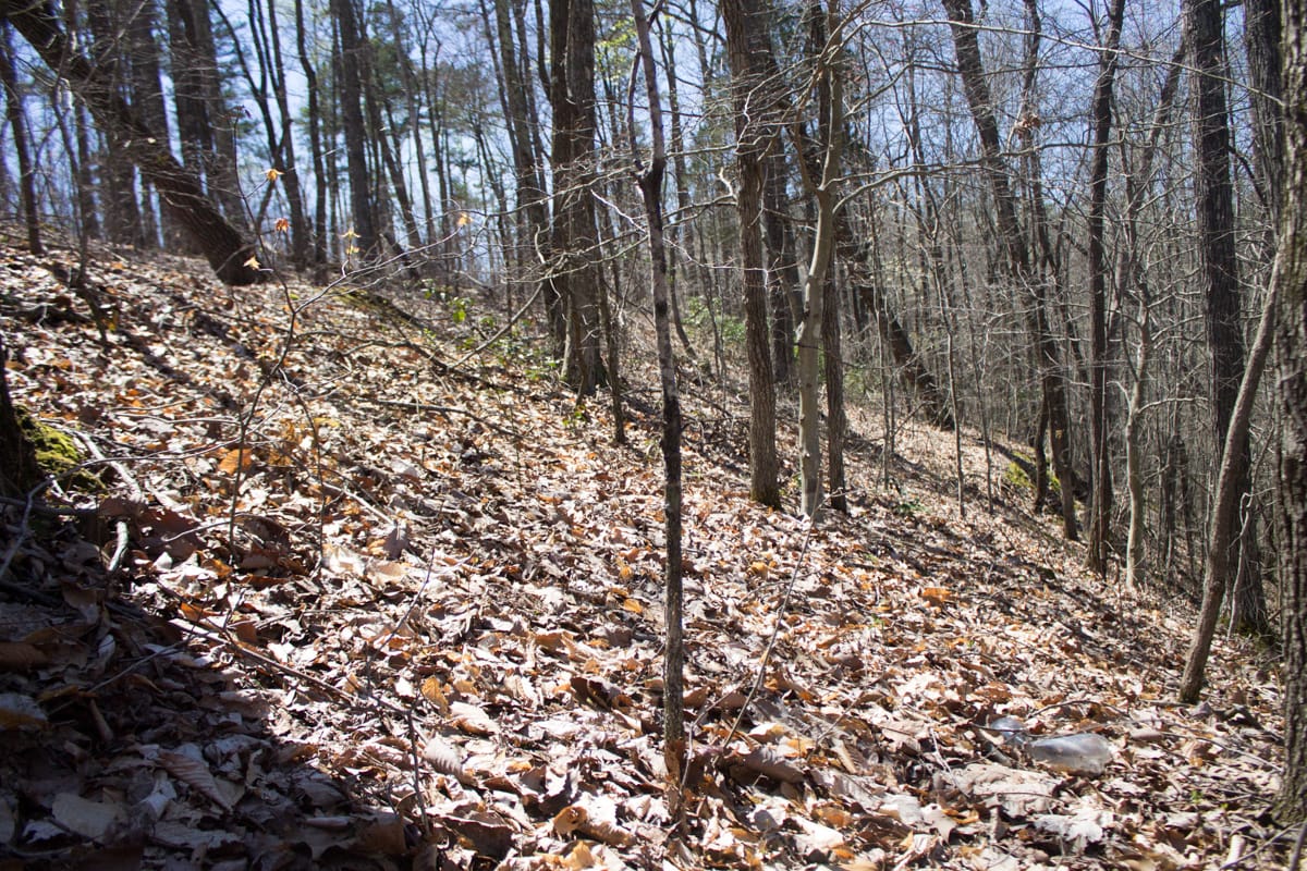 Chestnut Oak Ridge Tract 16 photo 20