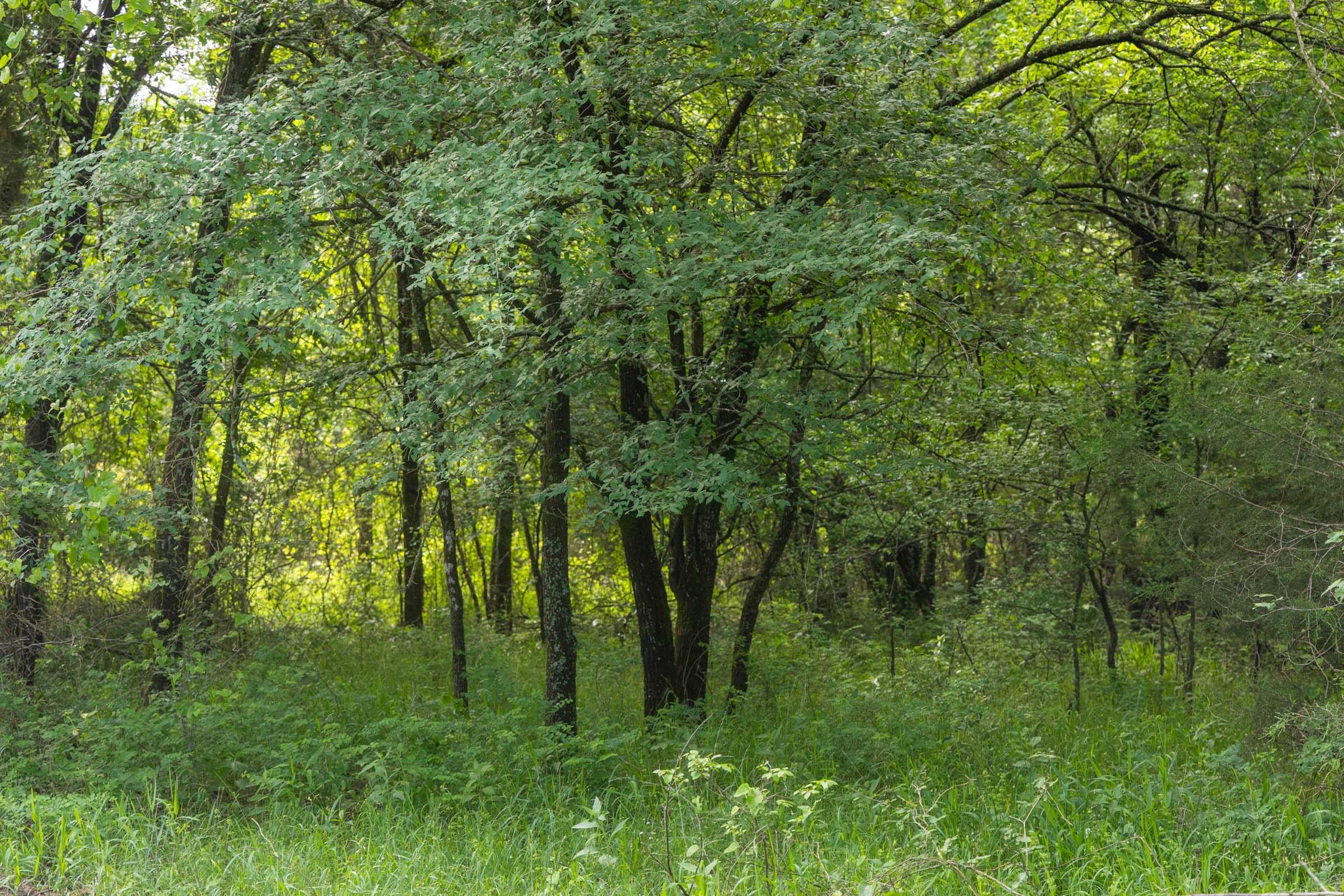 Harmony Hills Tract 24 photo 9