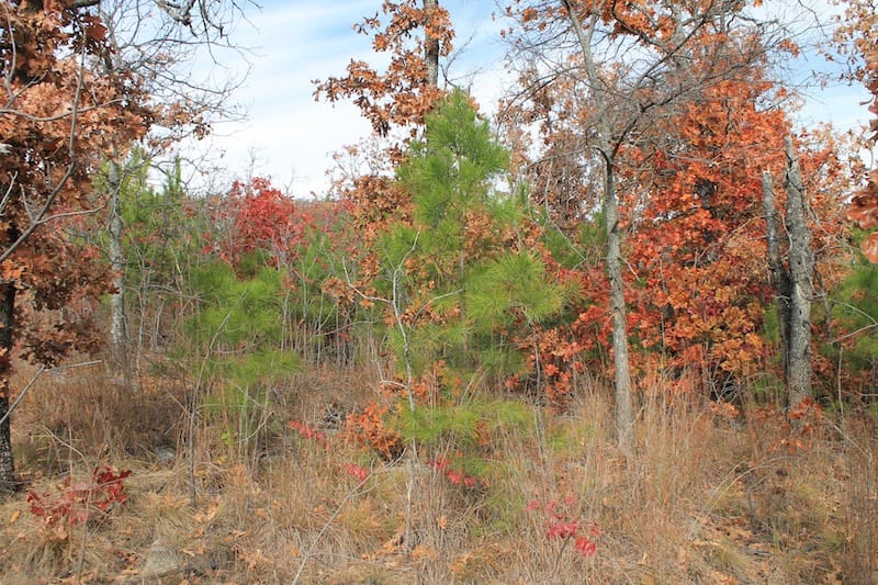 Indian Ridge – Phase I Tract 7 photo 8